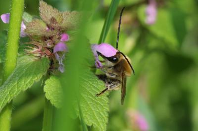  Eucera Scopoli, 1770