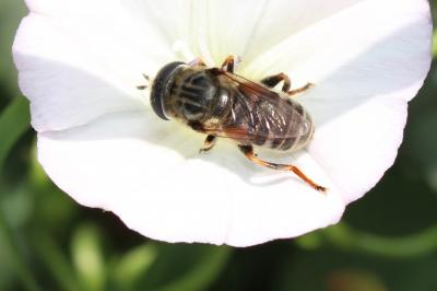  Merodon trochantericus Costa, 1884