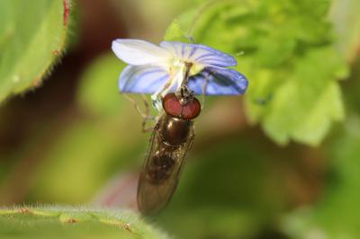  Platycheirus albimanus (Fabricius, 1781)