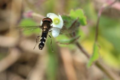  Platycheirus albimanus (Fabricius, 1781)