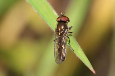 Platycheirus albimanus (Fabricius, 1781)