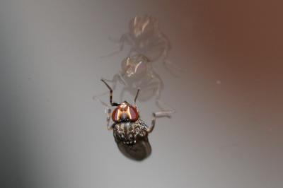  Phortica variegata (Fallén, 1823)