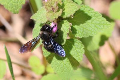 Xylocope irisé Xylocopa iris (Christ, 1791)