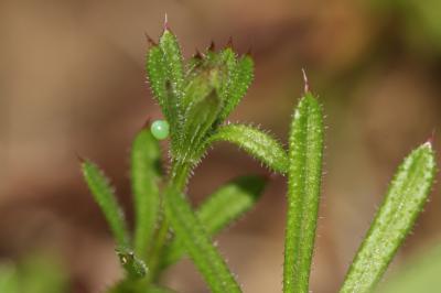 Moro-Sphinx (Le), Sphinx du Caille-Lait (Le) Macroglossum stellatarum (Linnaeus, 1758)