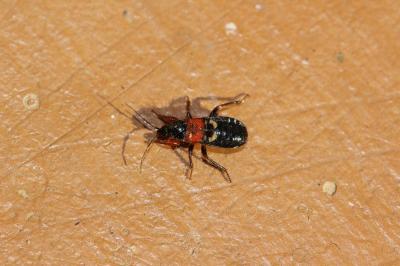  Prostemma sanguineum (Rossi, 1790)