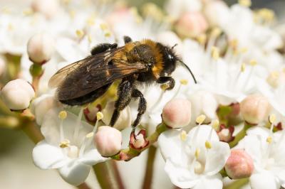  Andrena thoracica (Fabricius, 1775)