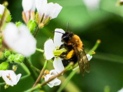  Andrena thoracica (Fabricius, 1775)