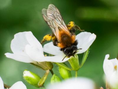  Andrena thoracica (Fabricius, 1775)