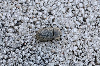 Opâtre des sables Opatrum sabulosum (Linnaeus, 1758)