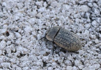 Opâtre des sables Opatrum sabulosum (Linnaeus, 1758)