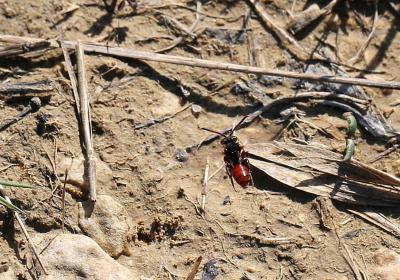  Nomada carnifex Mocsáry, 1883