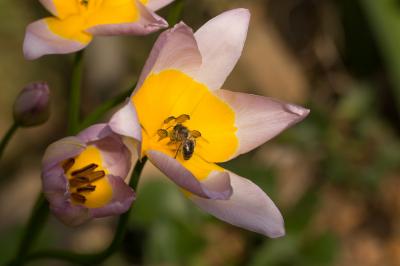 Abeille domestique, Abeille européenne, Abeille me Apis mellifera Linnaeus, 1758
