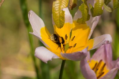 Bourdon terrestre (Le) Bombus terrestris (Linnaeus, 1758)