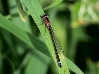 Agrion élégant Ischnura elegans (Vander Linden, 1820)