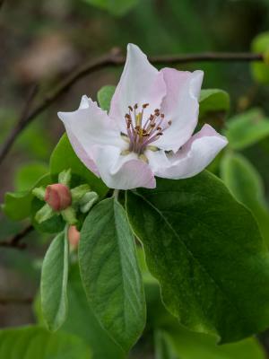Cognassier Chaenomeles x superba (Frahm) Rehder, 1920