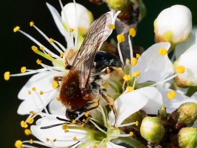  Andrena haemorrhoa (Fabricius, 1781)