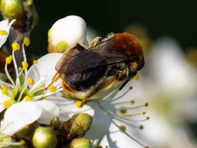  Andrena haemorrhoa (Fabricius, 1781)