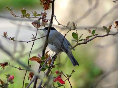 Fauvette à tête noire Sylvia atricapilla (Linnaeus, 1758)