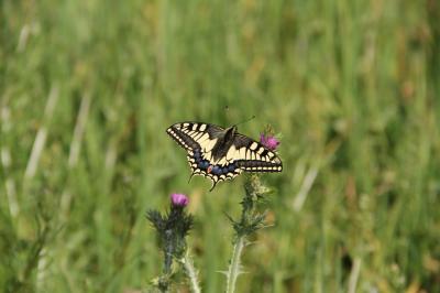 Machaon (Le), Grand Porte-Queue (Le) Papilio machaon Linnaeus, 1758
