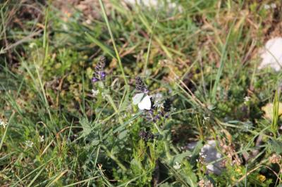 Piéride de la Rave (La), Petit Blanc du Chou (Le), Pieris rapae (Linnaeus, 1758)