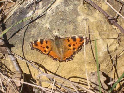 Grande Tortue (La), Vanesse de l'Orme (La), Grand- Nymphalis polychloros (Linnaeus, 1758)