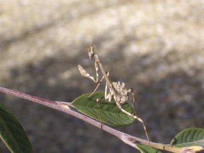 Empuse commune, Diablotin Empusa pennata (Thunberg, 1815)
