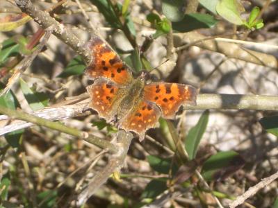 Gamma (Le), Robert-le-diable (Le), C-blanc (Le), D Polygonia c-album (Linnaeus, 1758)