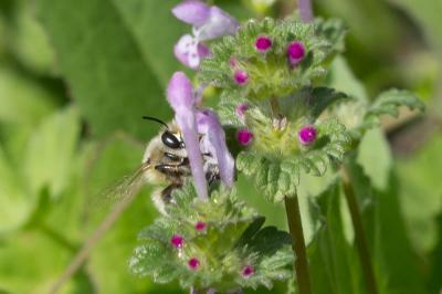 Anthophore commune, Anthophore plumeuse, Anthophor Anthophora plumipes (Pallas, 1772)