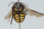  Anthidiellum strigatum (Panzer, 1805)