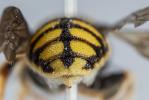  Anthidiellum strigatum (Panzer, 1805)