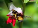  Megachile willughbiella (Kirby, 1802)
