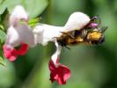  Megachile willughbiella (Kirby, 1802)