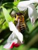  Megachile willughbiella (Kirby, 1802)