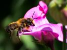  Megachile willughbiella (Kirby, 1802)