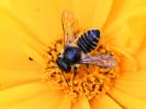  Megachile octosignata Nylander, 1852