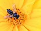  Megachile octosignata Nylander, 1852