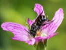  Stelis punctulatissima (Kirby, 1802)