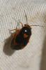 Strongylocoris erythroleptus A. Costa, 1853