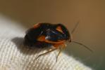  Strongylocoris erythroleptus A. Costa, 1853