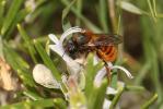 Osmie rousse Osmia bicornis (Linnaeus, 1758)
