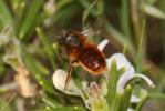 Osmie rousse Osmia bicornis (Linnaeus, 1758)