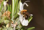 Osmie rousse Osmia bicornis (Linnaeus, 1758)