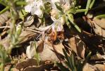  Rhodanthidium sticticum (Fabricius, 1787)
