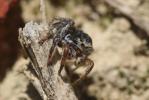  Salticidae Blackwall, 1841