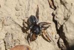  Salticidae Blackwall, 1841