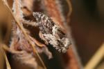  Cydia fagiglandana (Zeller, 1841)