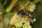  Gorytes quinquefasciatus (Panzer, 1798)