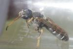  Halictus quadricinctus (Fabricius, 1776)