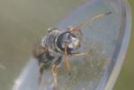  Halictus quadricinctus (Fabricius, 1776)