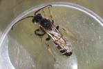  Halictus quadricinctus (Fabricius, 1776)